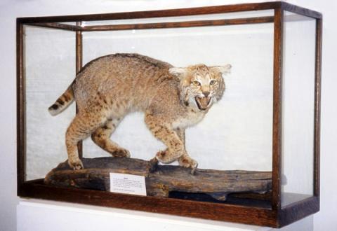 UNH Wildcat Mascot Maizie stuffed in UNH Museum
