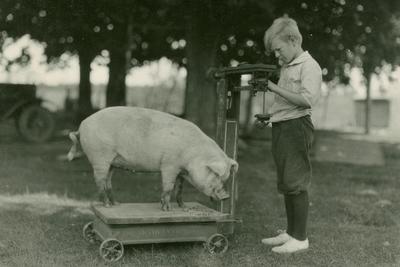 Young boy weighing a pig